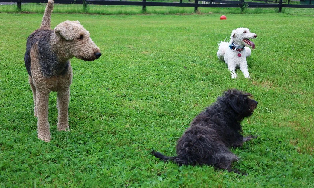Three dogs of different breeds on a grassy field, with a red ball in the background and a wooden fence behind them.