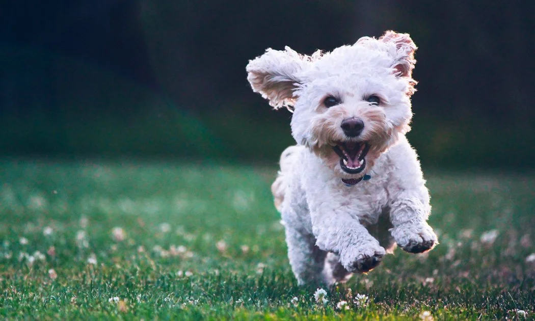 A small, fluffy white dog running and smiling on a grassy field.