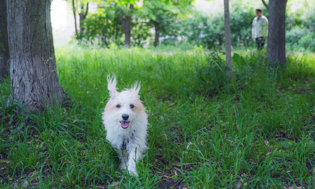 A white dog running through a grassy forested area with trees, with a person walking in the background.