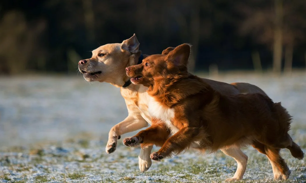 Two dogs running on a field with a blurred background.