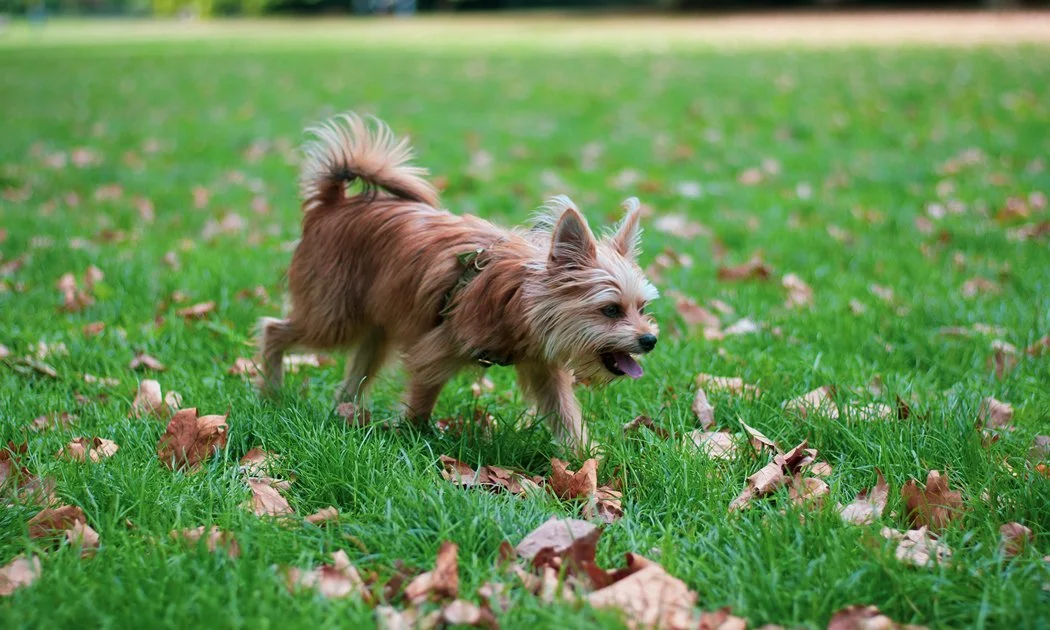 Small tan dog with fluffy tail playing on grassy field with fallen leaves.