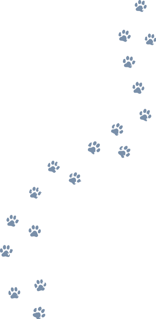 Light blue dog paw prints arranged in a pattern that creates a walking path.