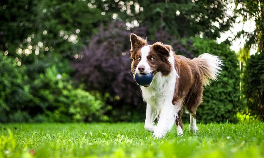 A brown and white Border Collie puppy running in a grassy yard with a black ball in its mouth.