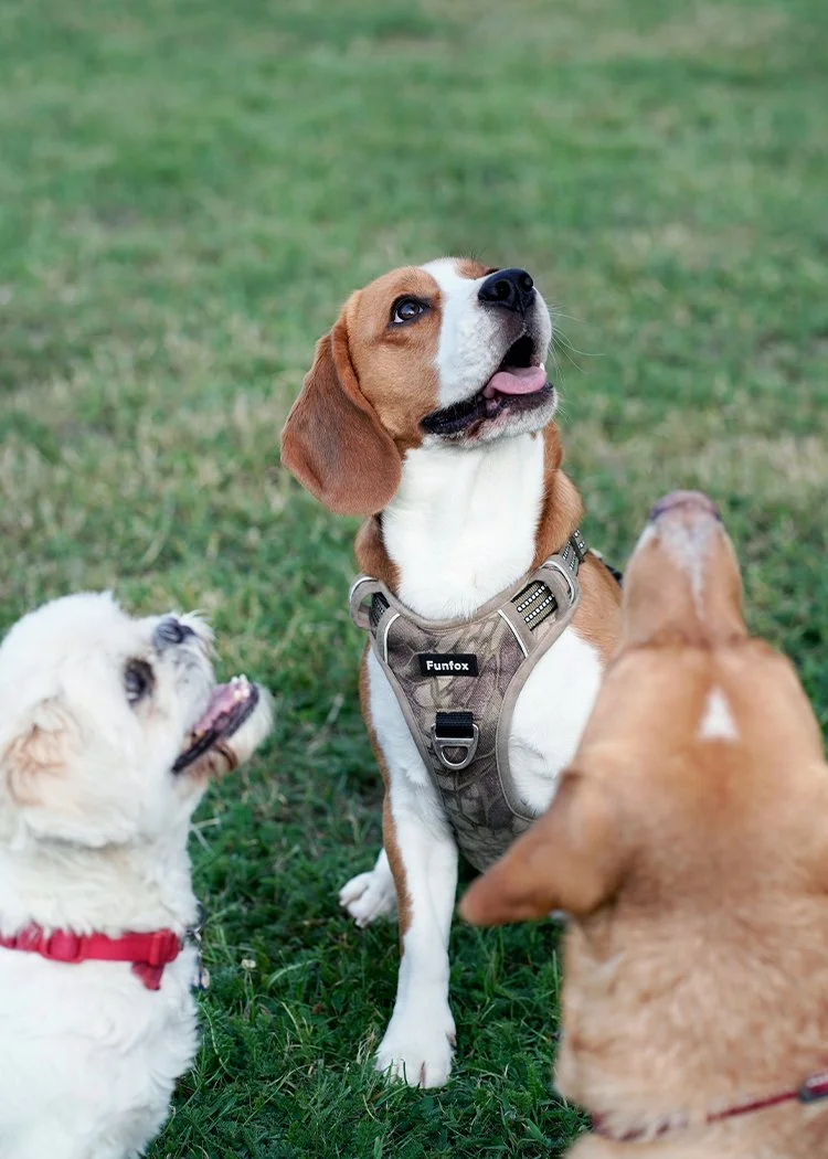 Three dogs, one with a harness, sitting on grass in a park, looking upward.