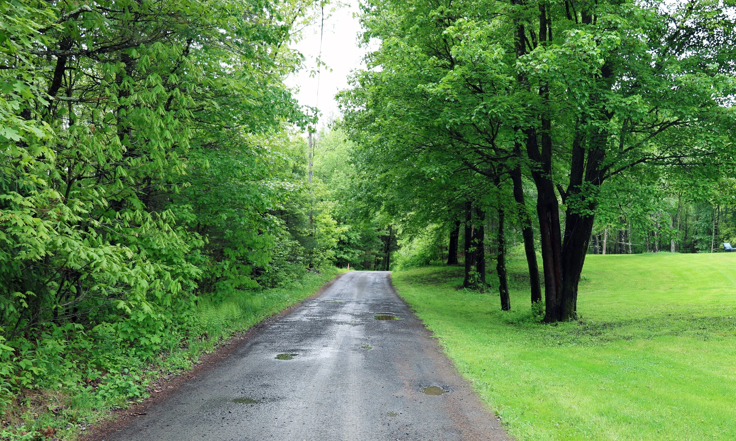 A dirt road winding through a lush green forest with tall trees and vibrant foliage on both sides.