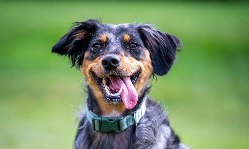 A happy black and tan mixed breed dog with floppy ears, open mouth, and tongue out, wearing a green collar, outdoors on a grassy field.