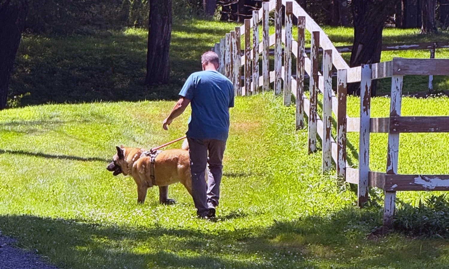 A man walking a large dog on a leash along a grassy area near a weathered white and brown wooden fence, with trees in the background under bright sunlight.