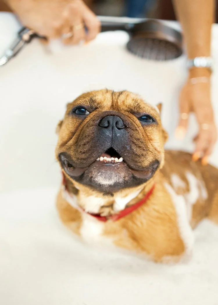 A brown French Bulldog with a red collar, smiling in a bath, with a professional groomer's hand holding a showerhead in the background.