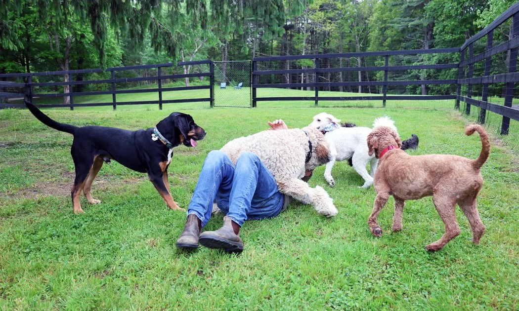 Person lying on the grass surrounded by four dogs in a fenced backyard with green trees.