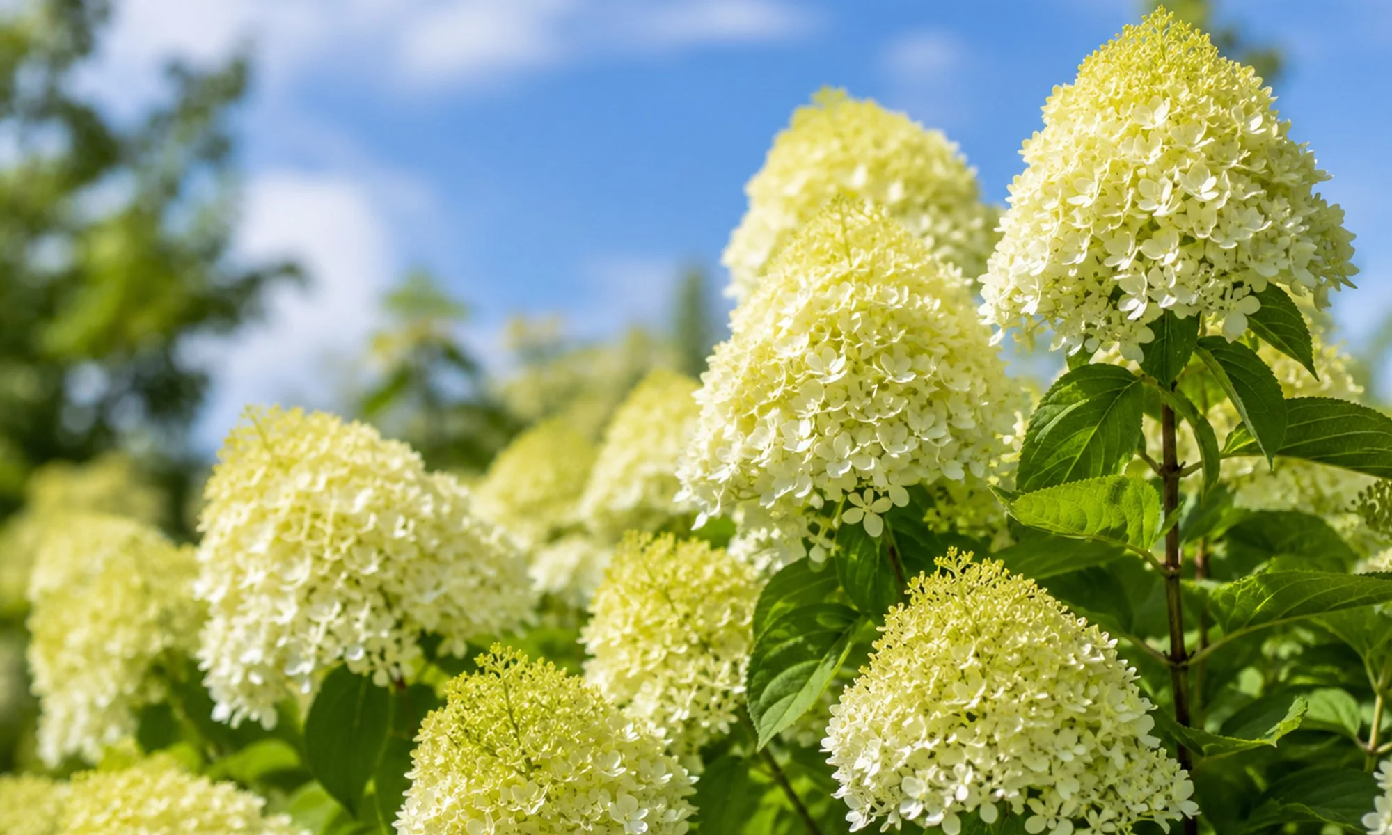 Clusters of creamy white hydrangea flowers against a blue sky with some blurred green leaves in the background.