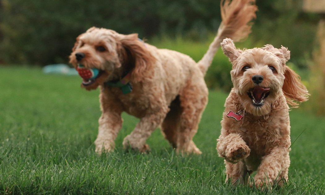 Two small dogs running on grass, one with a ball in its mouth, across a lush green yard.