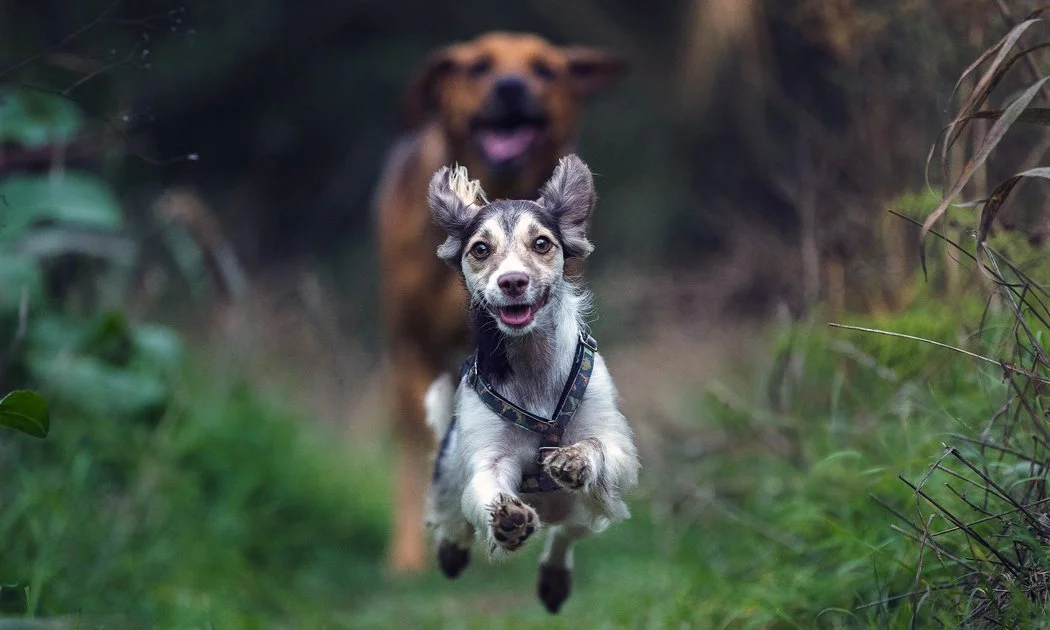 A small dog with pointy ears and a black harness running towards the camera, with a larger dog behind it in a grassy outdoor area.