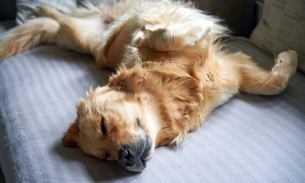 Golden retriever dog lying on its back on a couch, sleeping.