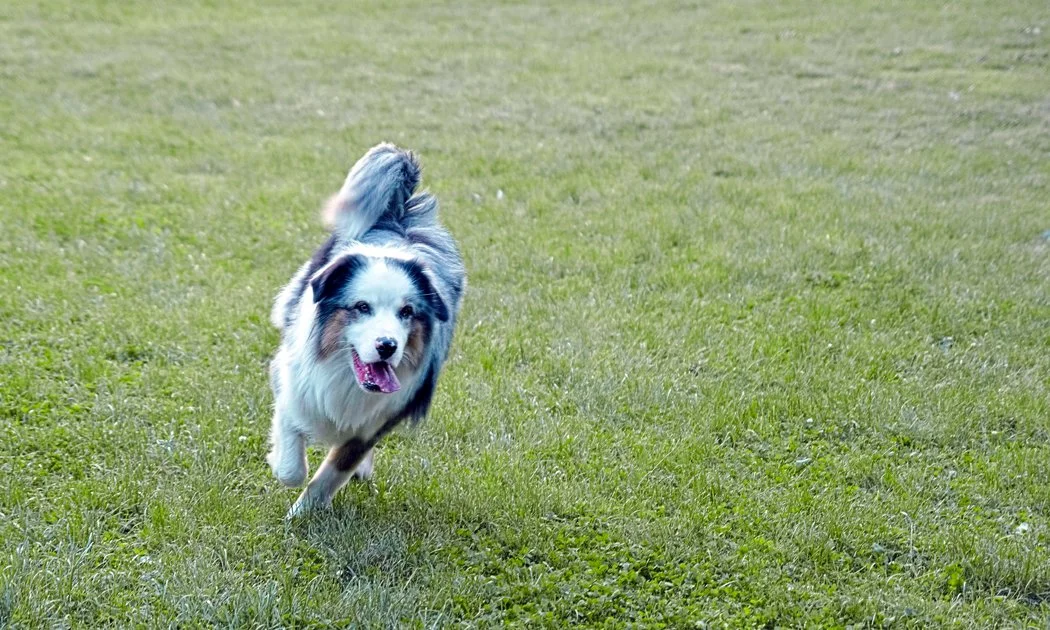 An Australian Shepherd dog running on a grassy field, looking happy with its tongue out.