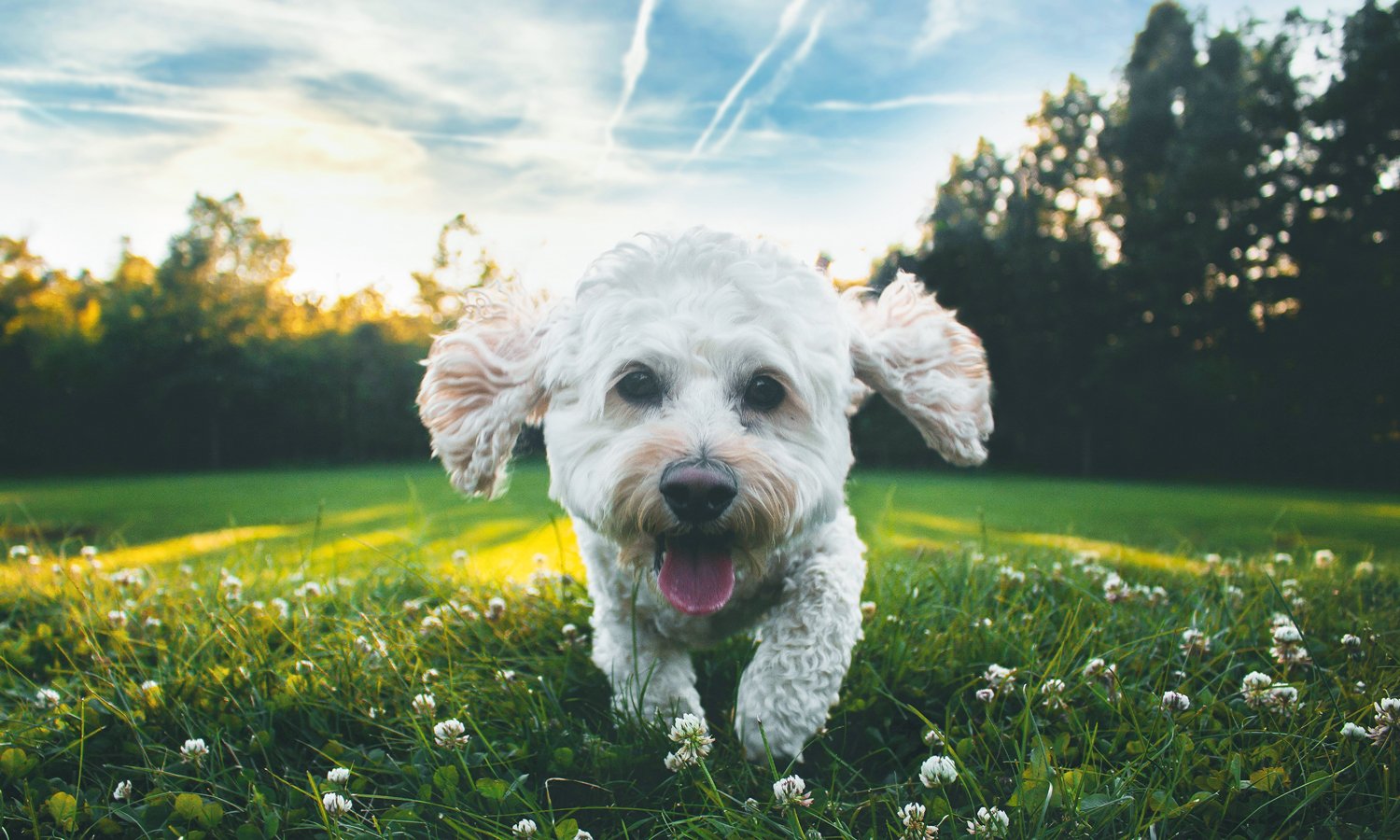 A happy white dog with curly fur running in a grassy field with small white flowers, trees in the background, and a partly cloudy sky.