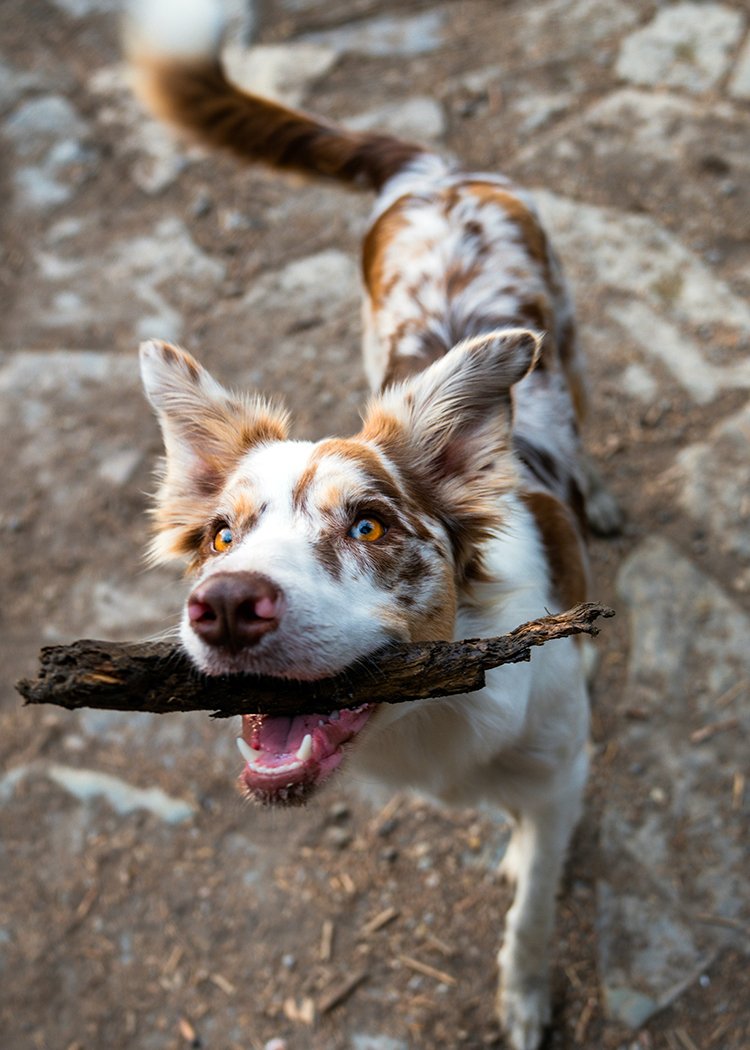 A dog with a tan and white coat holding a stick in its mouth on a dirt ground.