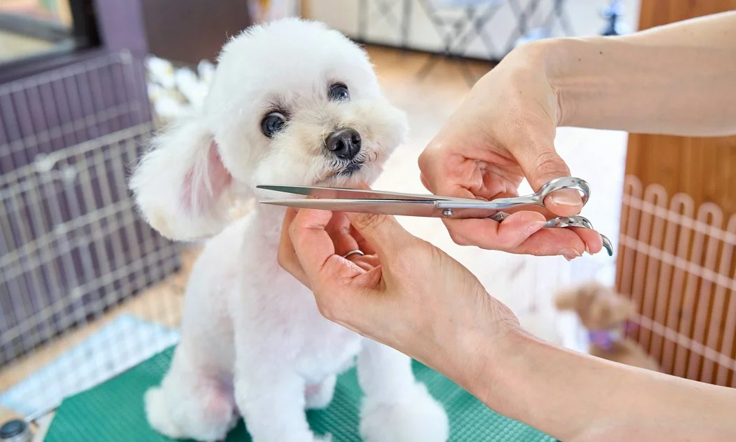 Professional groomer trimming the fur of a white, fluffy dog with scissors in a grooming area.