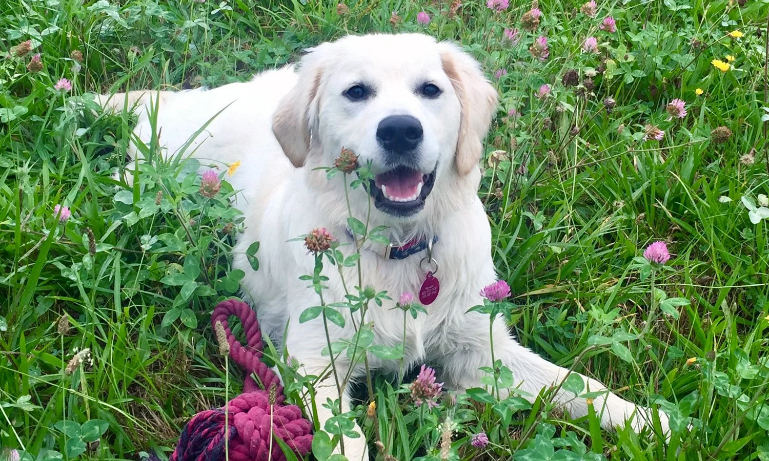 A happy golden retriever puppy lying in a grassy field with pink and purple flowers, a red collar, and a purple leash.
