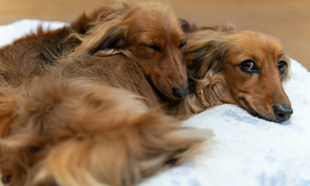 Two long-haired dachshunds cuddle together on a white blanket, resting peacefully.