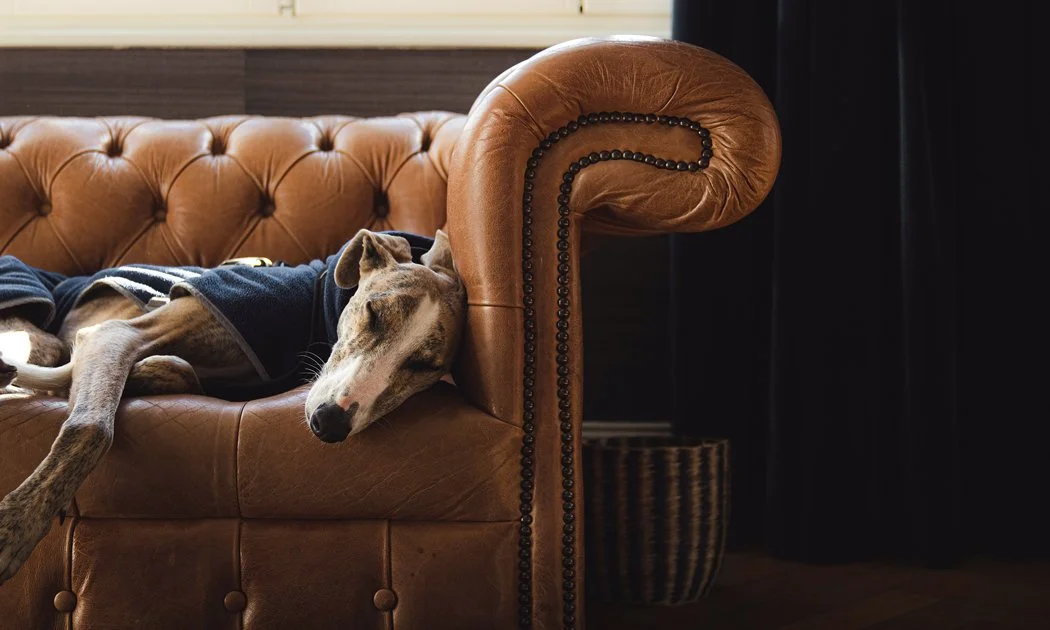 A dog with a grey and white coat sleeping on a brown leather couch.
