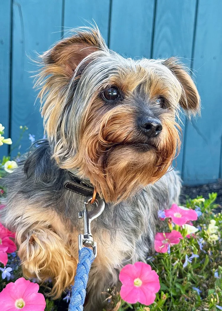 A small, fluffy dog with long, tan and gray fur sitting among pink and purple flowers in front of a blue wooden fence.