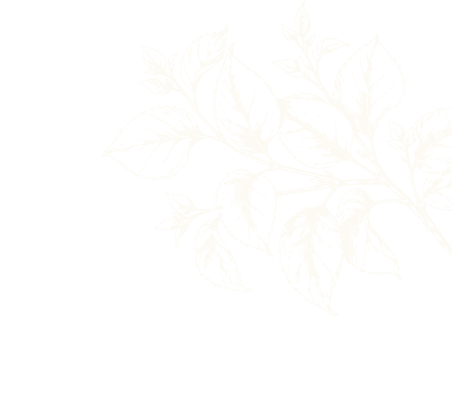 White botanical illustration of leaves and branches on a black background.