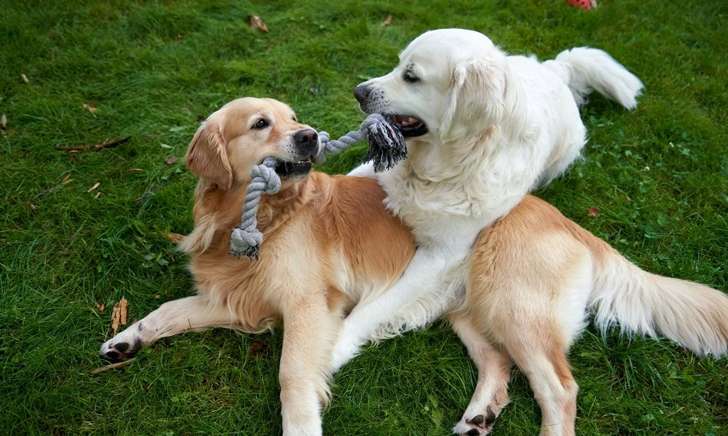 Two Golden Retrievers playing tug-of-war with a gray rope toy on grass.