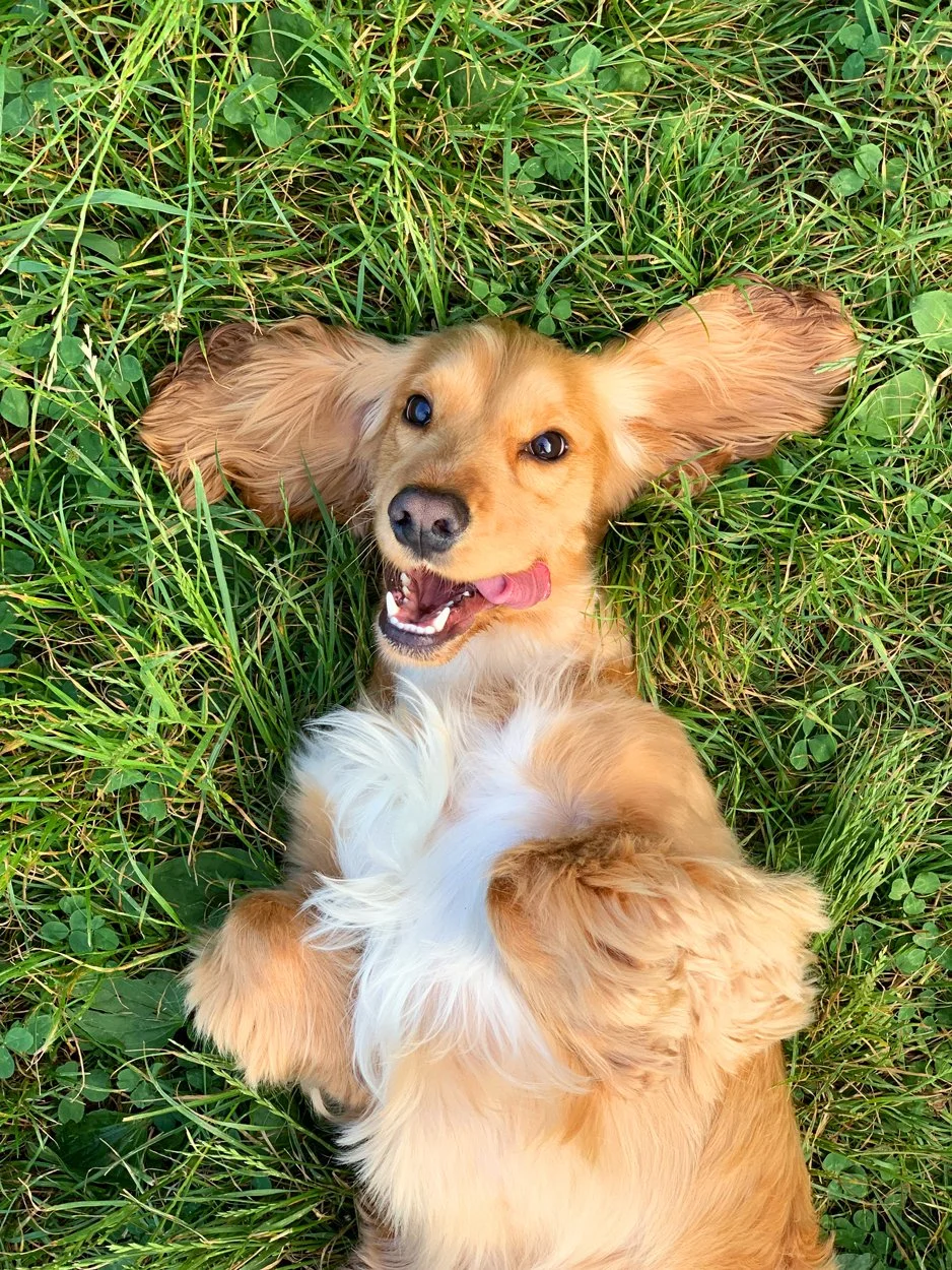 A golden retriever laying on its back in green grass, looking up, with tongue slightly out and ears spread wide.