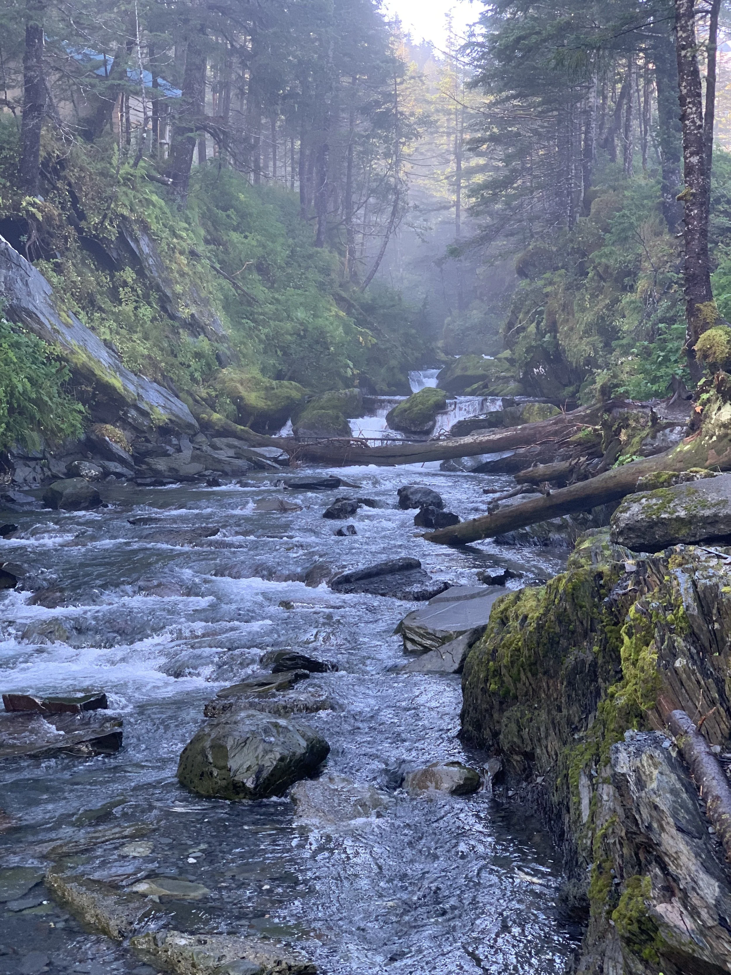 A forest with tall trees and dense green foliage surrounds a flowing mountain stream with rocks and moss along the banks, fog or mist rises in the background.