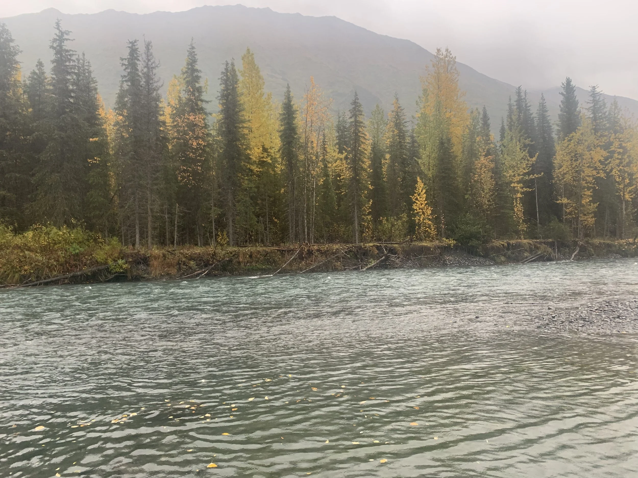A river flows through a forest with trees in fall colors, and mountains are visible in the background under a gray, cloudy sky.