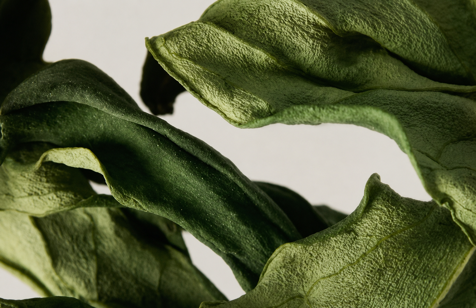 Close-up of green leaves with textured surface and curling edges.