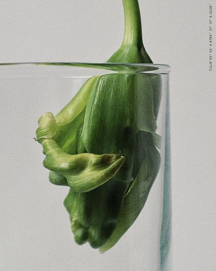 A green tulip with curved petals partially submerged in clear water, viewed from the side against a plain background.
