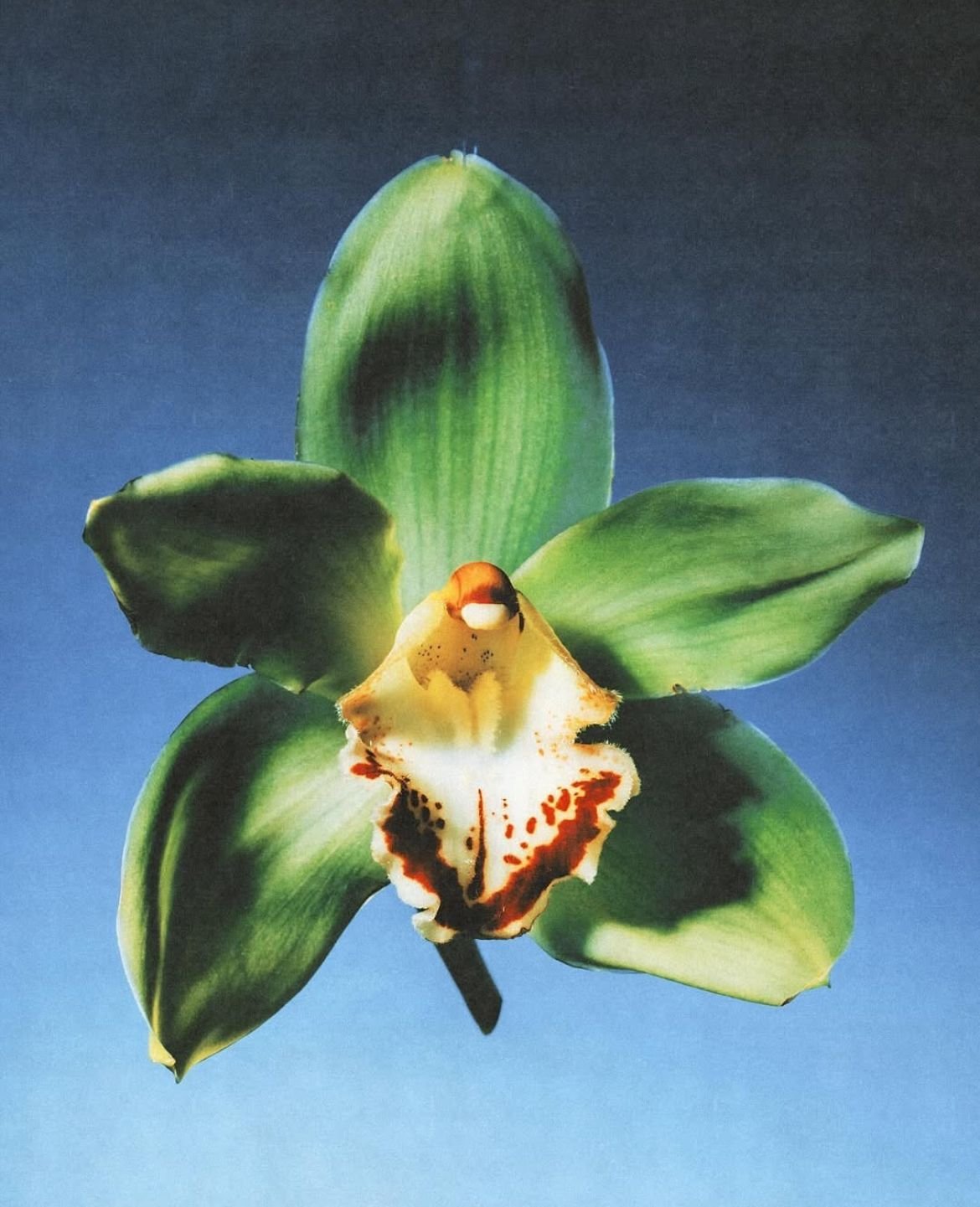 A green orchid flower with a yellow and white center with brown spots and a bird perched in the middle, set against a blue background.