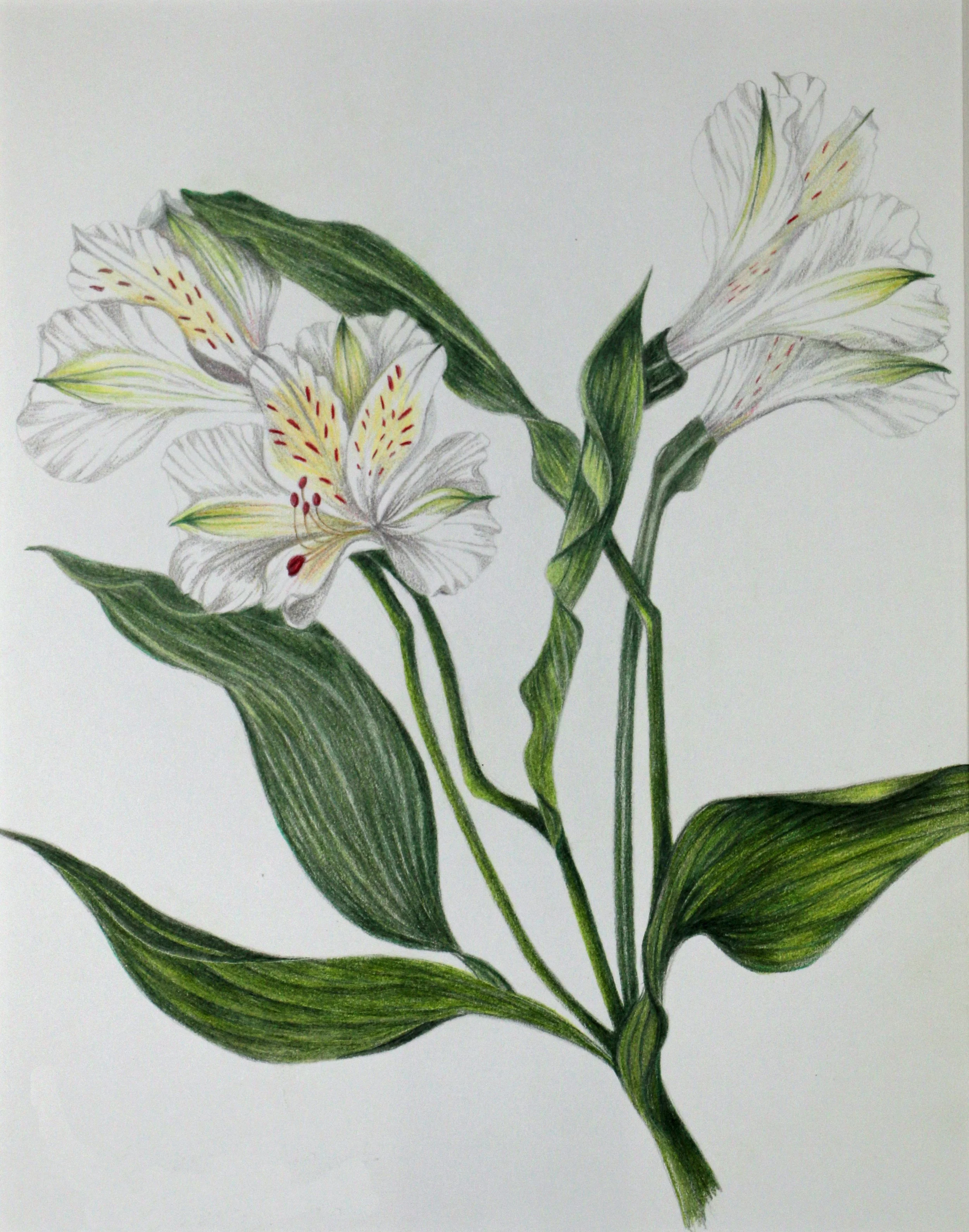 Alstromeria.jpg