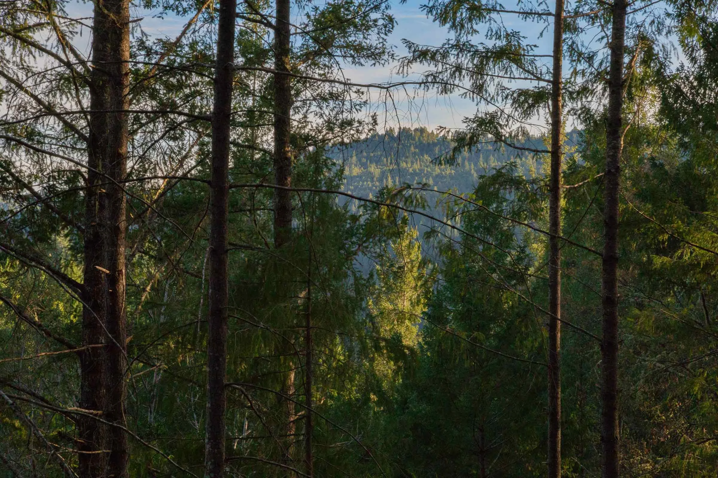 forest vista