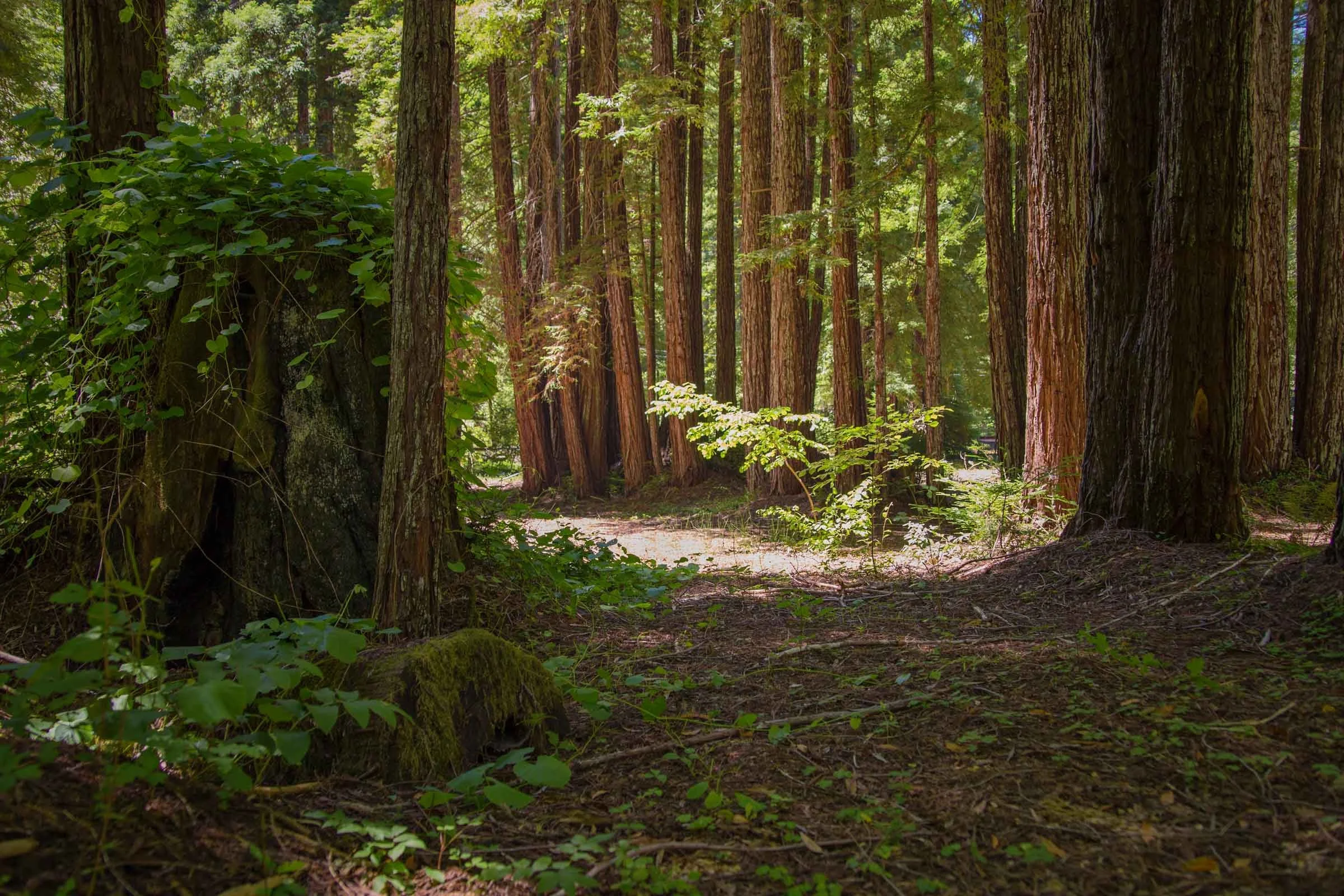 redwood forest