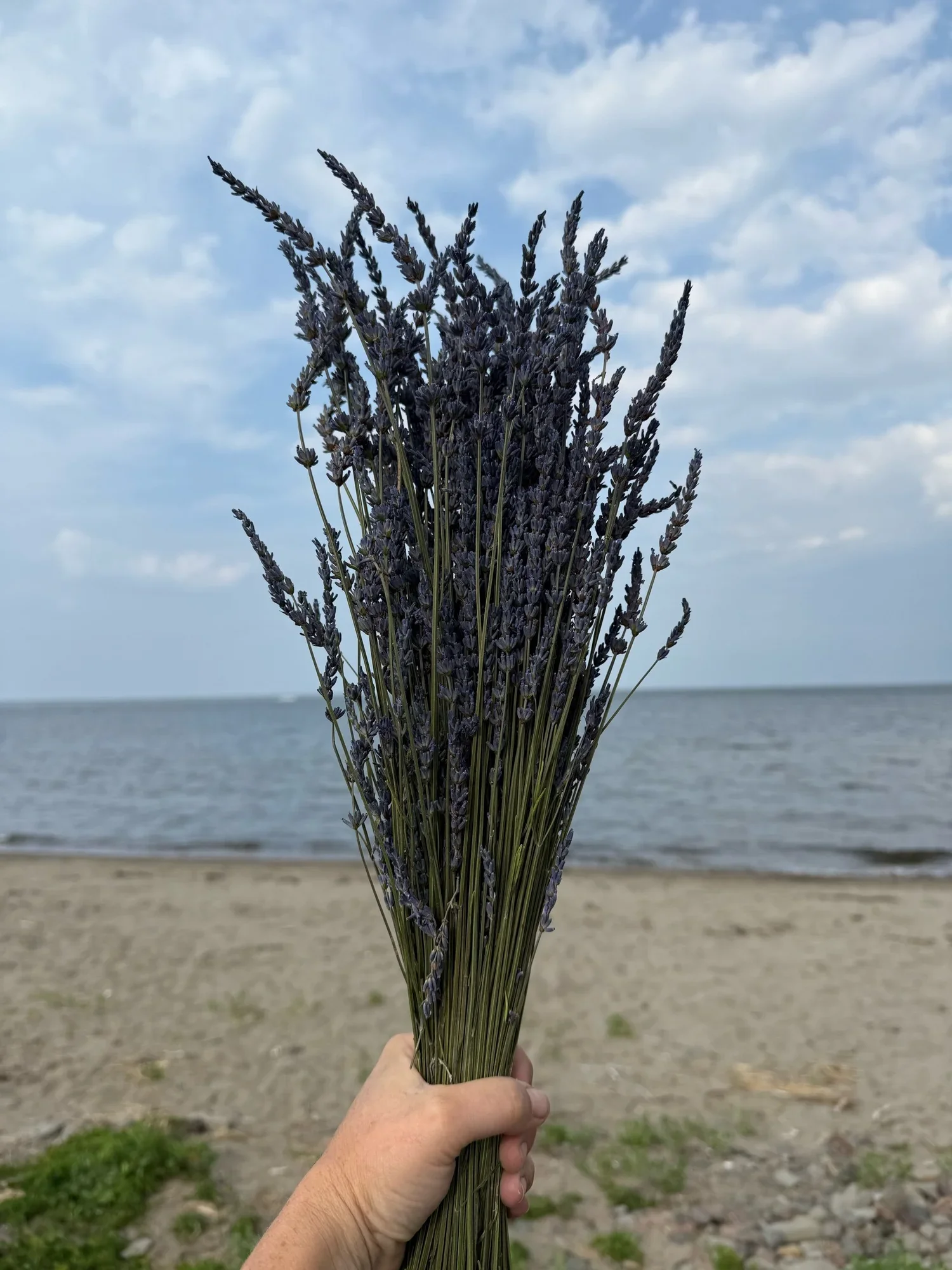 shop_lavender.webp
