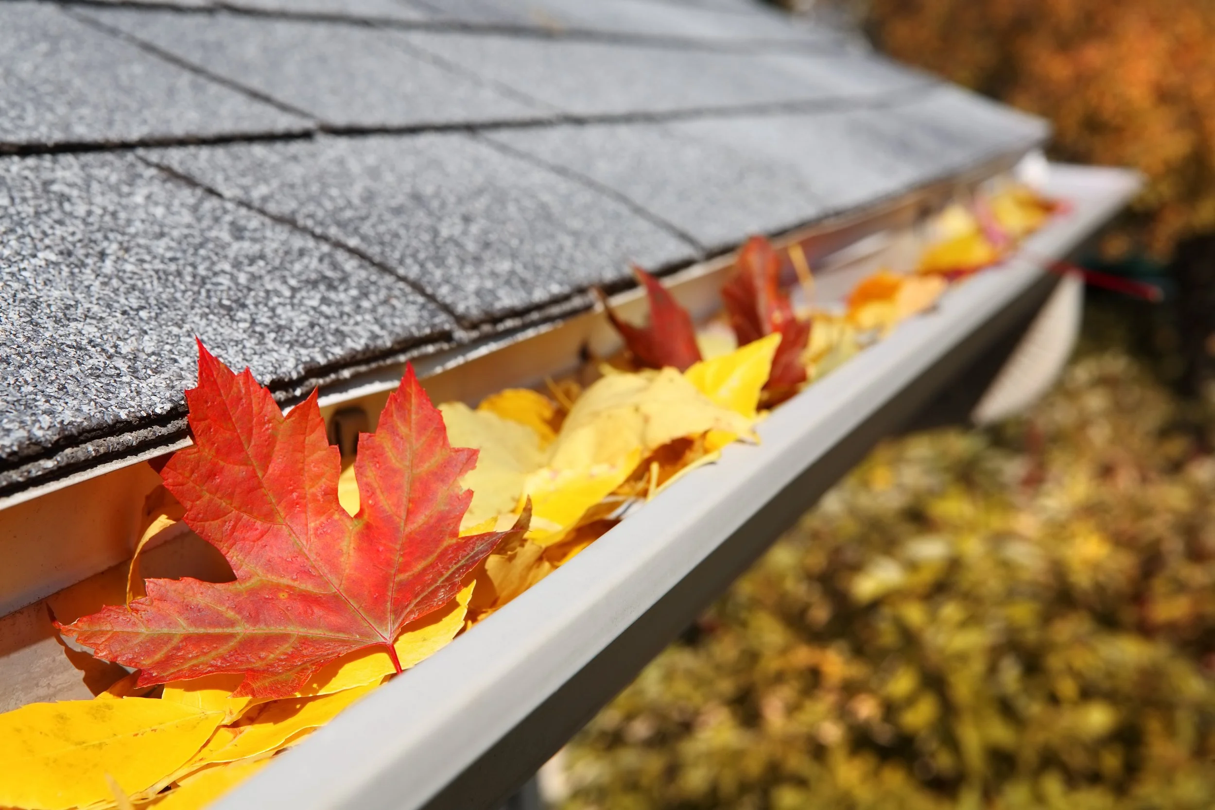Close-up of a gray shingled roof with colorful autumn leaves, mainly red and yellow, scattered along the edge of the roof.