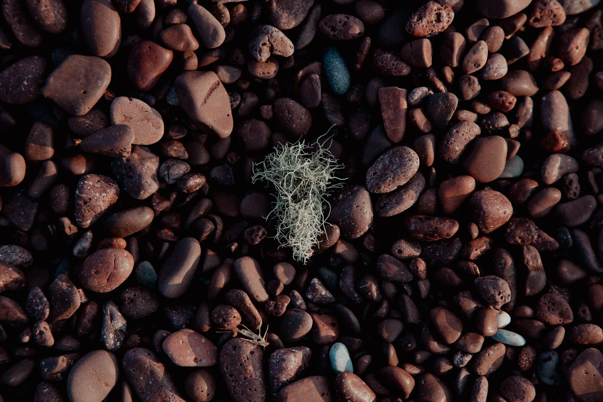 A collection of small, smooth, reddish-brown pebbles with a patch of pale grayish-white lichen in the center.