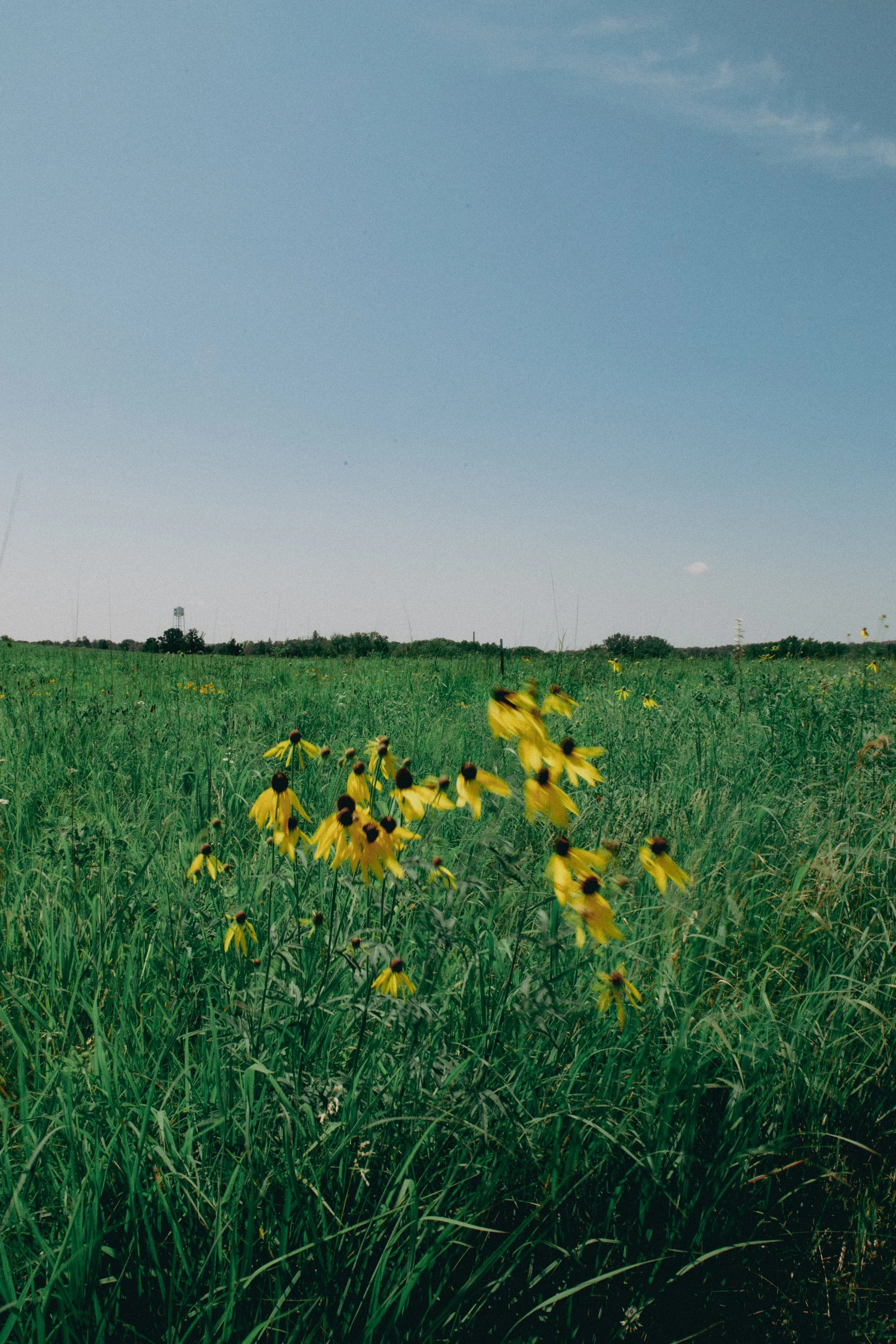 A wide green field with yellow flowers in the foreground, under a clear blue sky with a few clouds. There are distant trees and a water tower on the horizon.