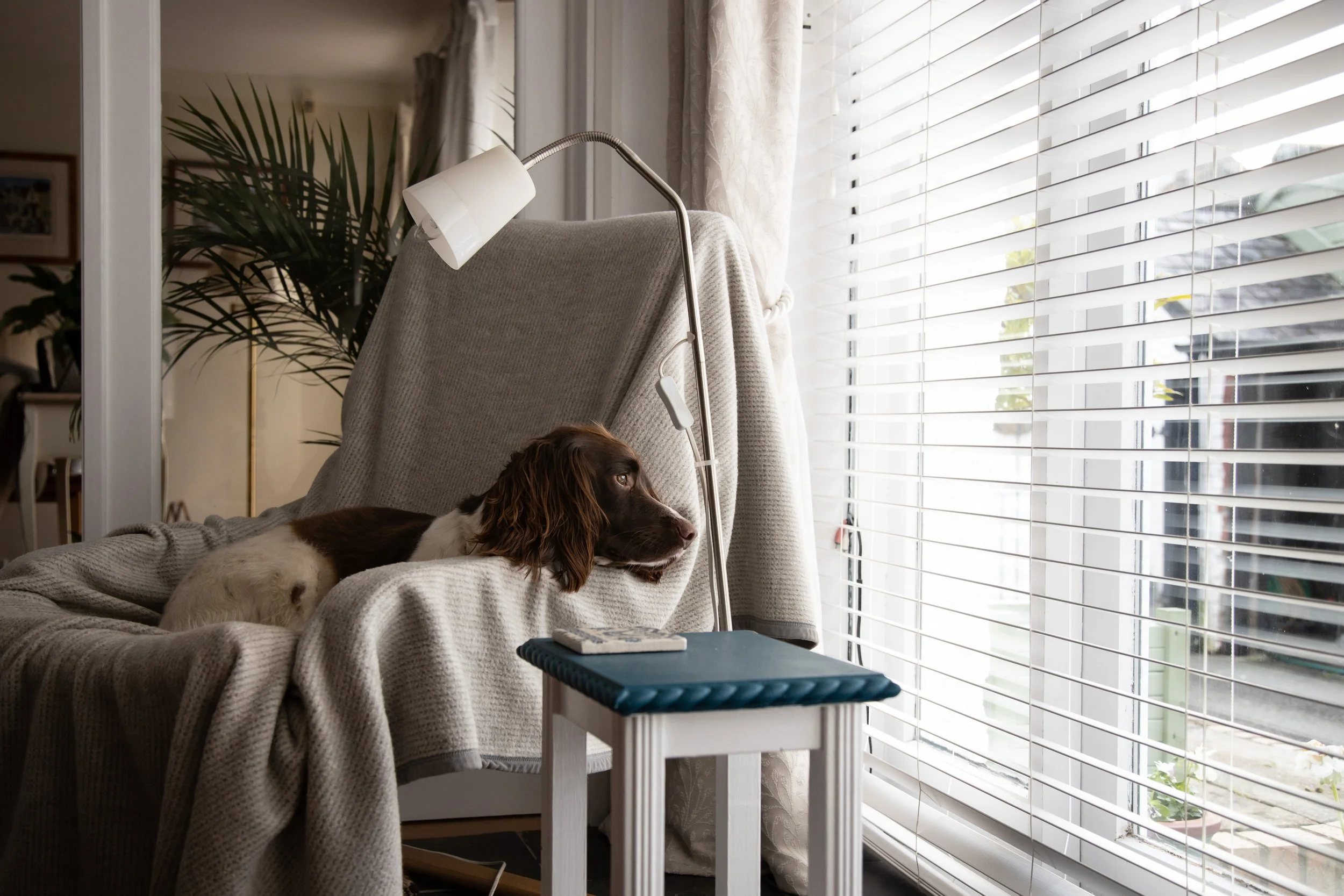 A brown and white spaniel dog lying on a cozy gray blanket on a chair by a window with white horizontal blinds, with a lamp and large potted plant nearby.