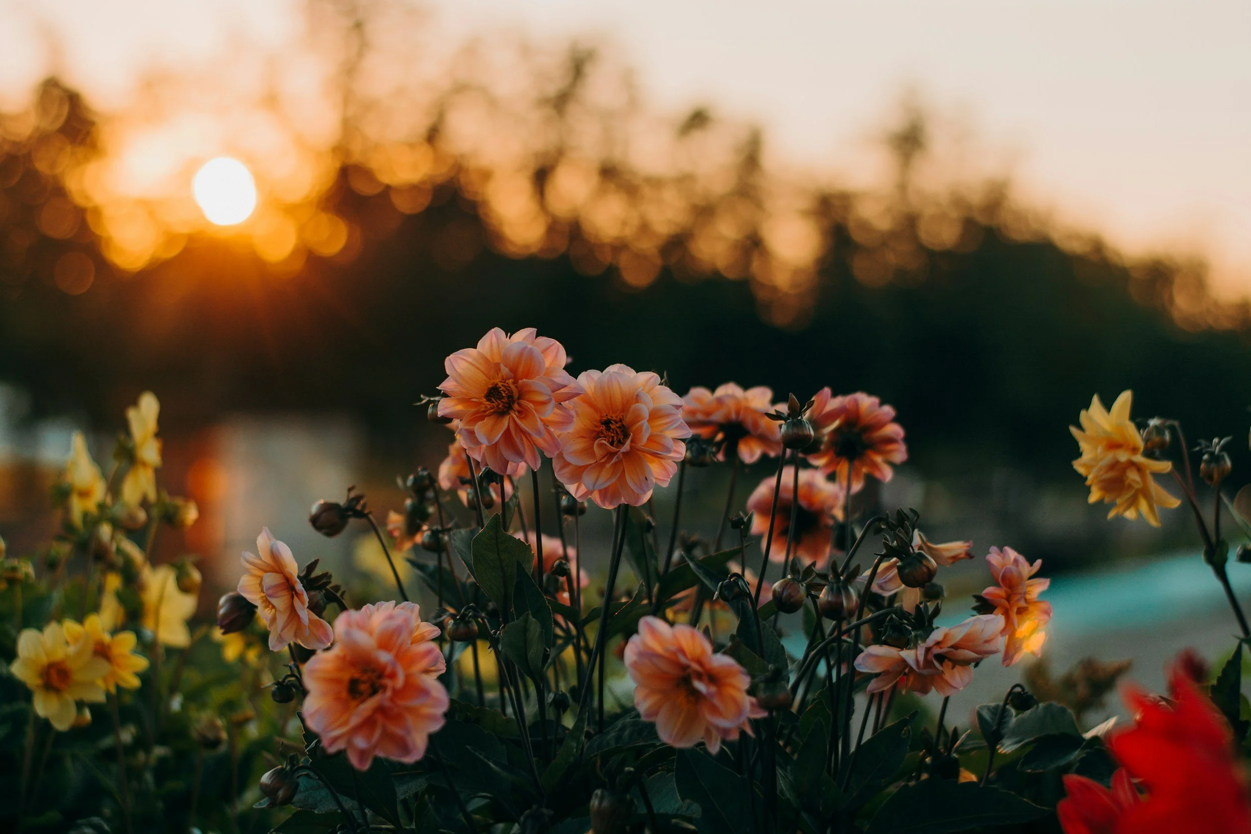 Blurred background with the setting sun and out-of-focus trees, with pink and yellow flowers in the foreground.