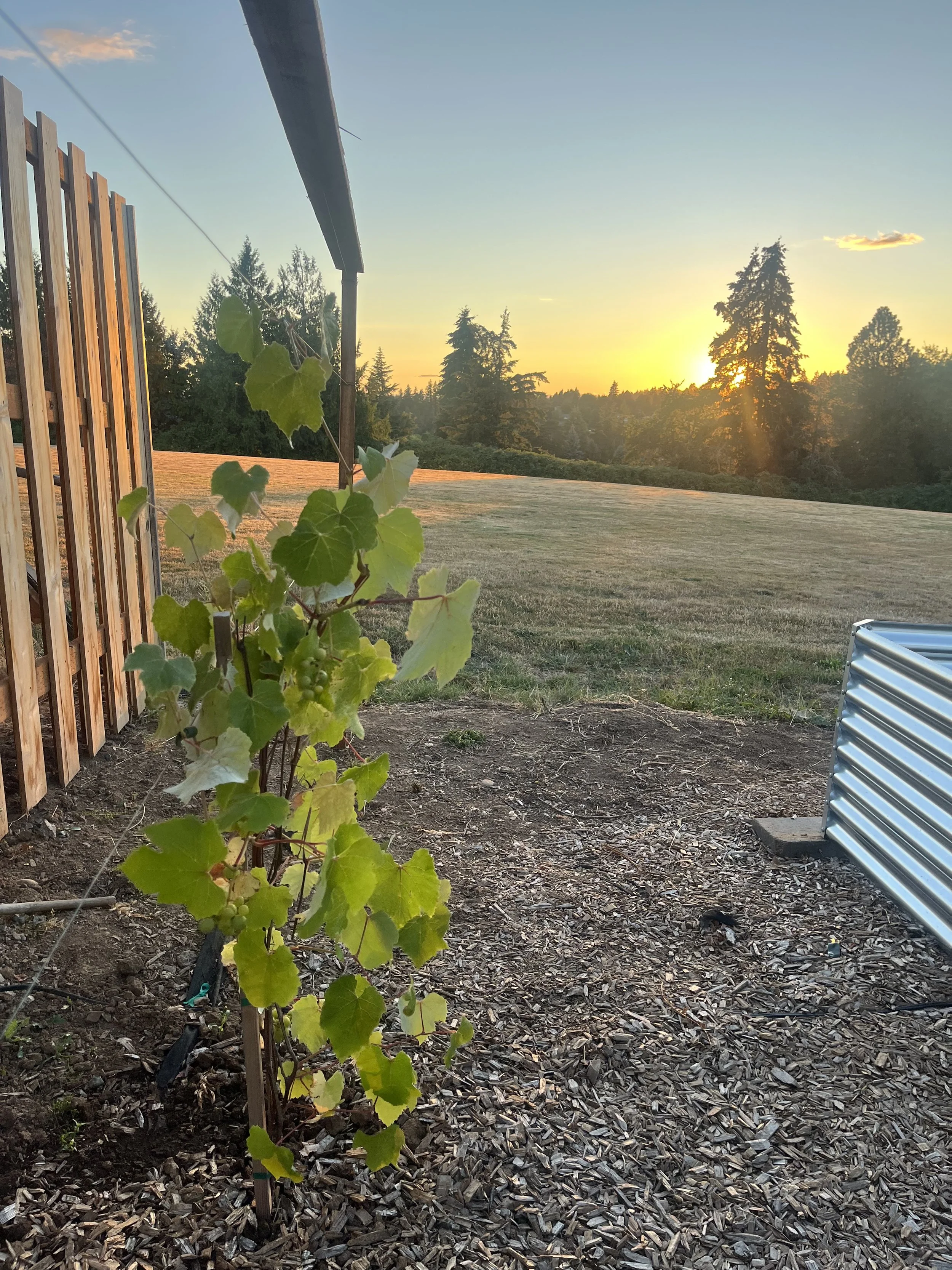 garden 4.jpeg