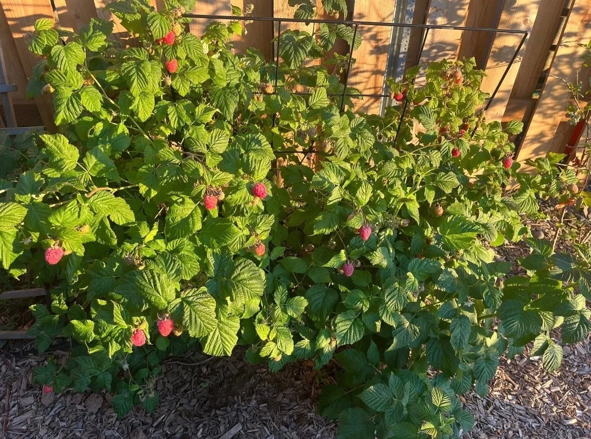 garden 6.jpeg