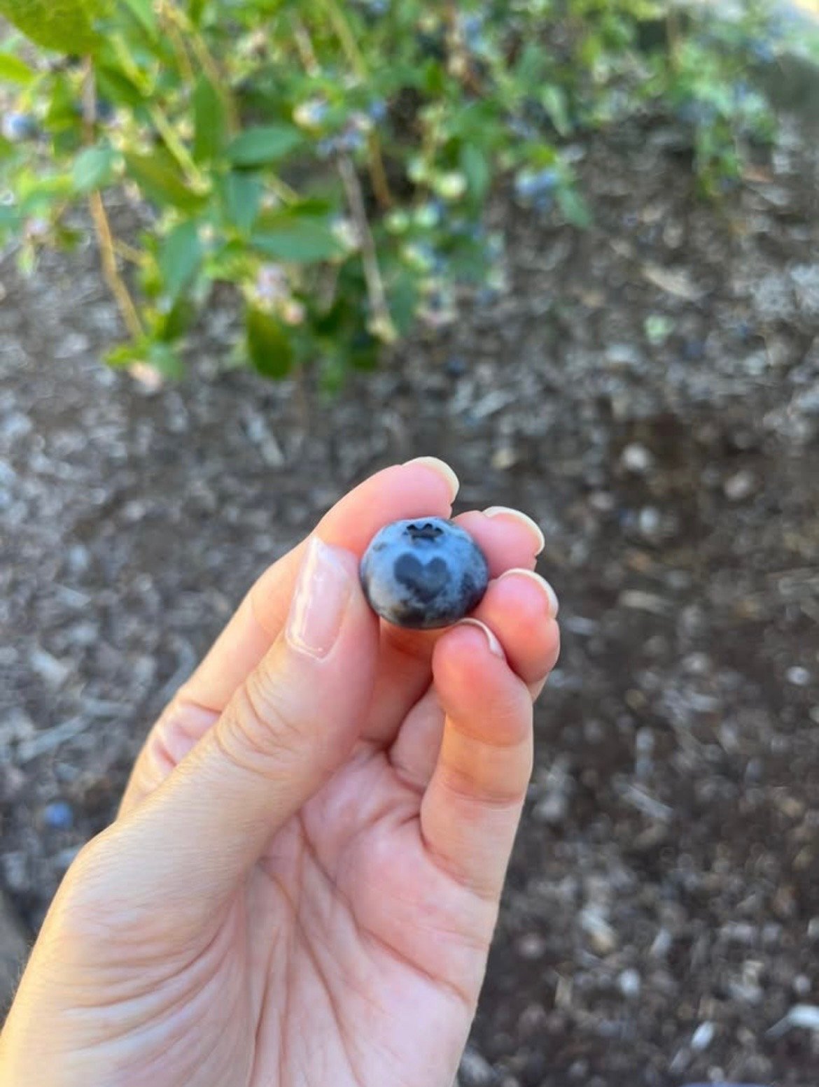 garden 5.jpeg