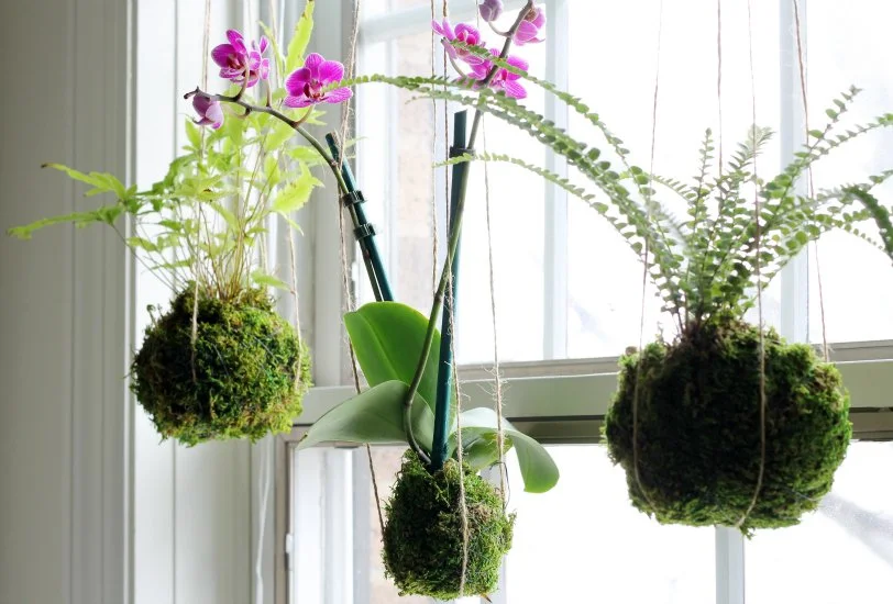 Kokedama Workshop - Sunday July 19th @ Ojai Fox Spa Courtyard