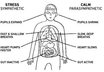 Diagram comparing sympathetic and parasympathetic nervous system responses