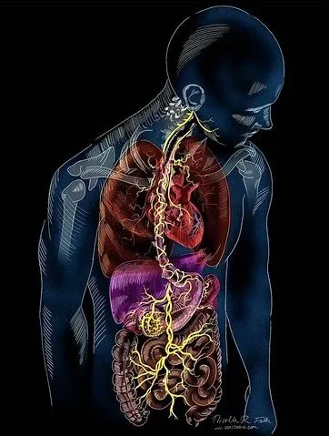 The Vagus Nerve: A Guide to Calm and Nervous System Regulation
