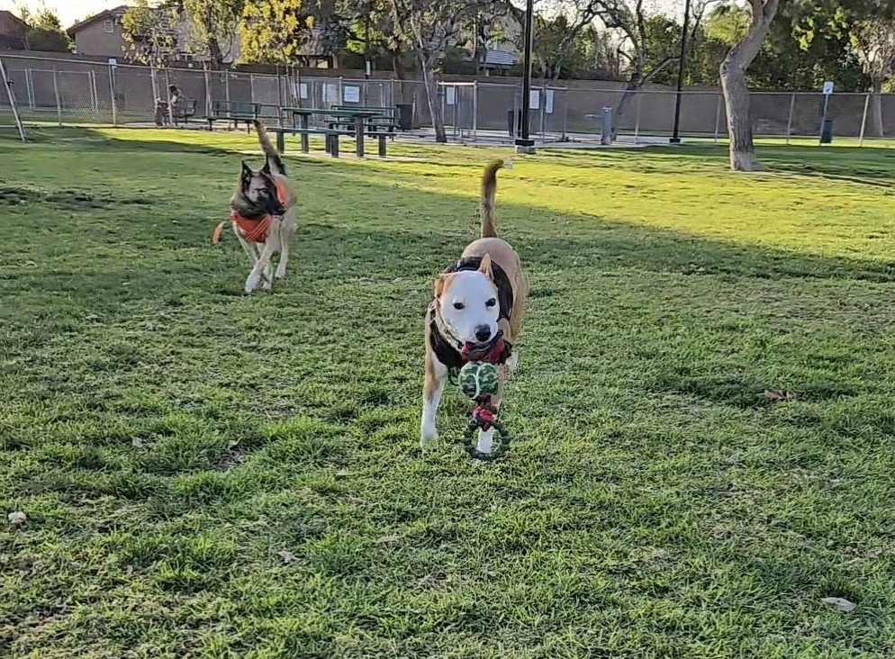 Dog Park Visits