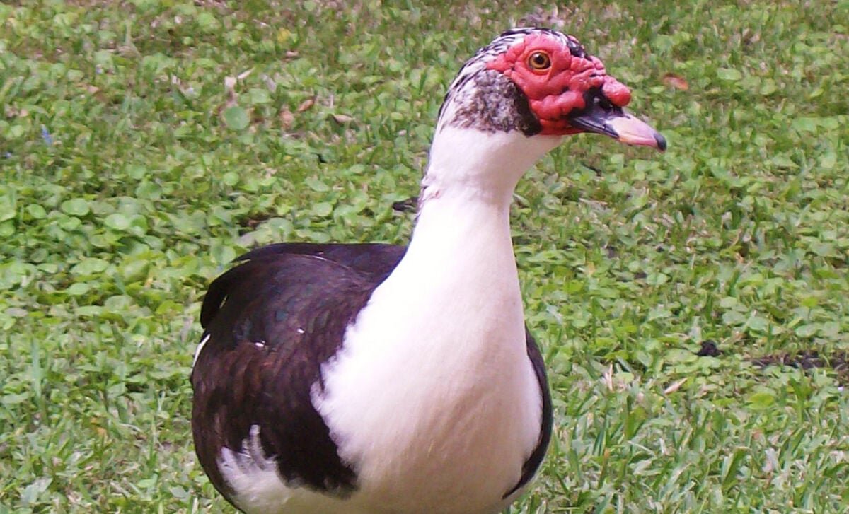 muscovy-duck.jpg